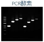 PCR